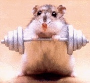 sport hamster